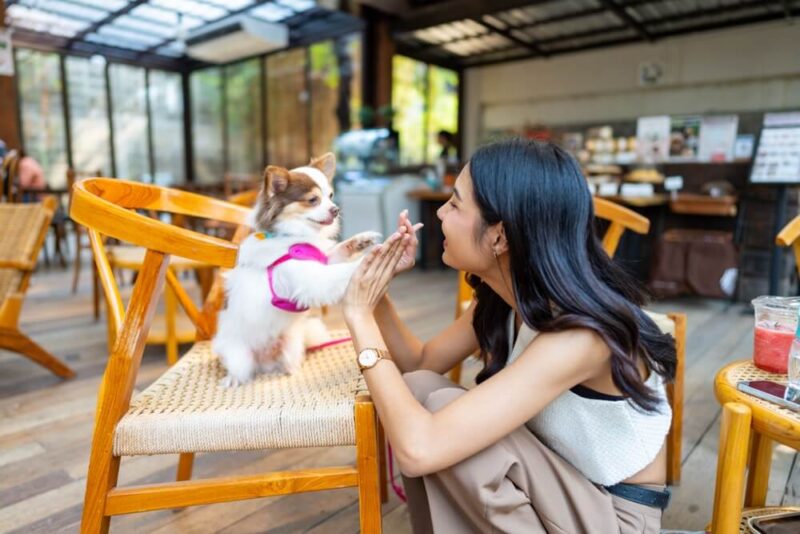 cafe cat