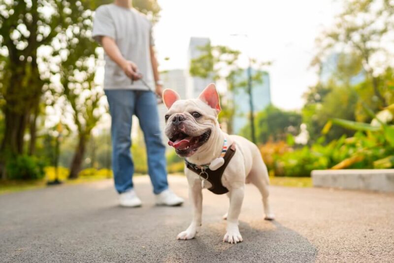 Top Pet-Friendly Communities in Dubai