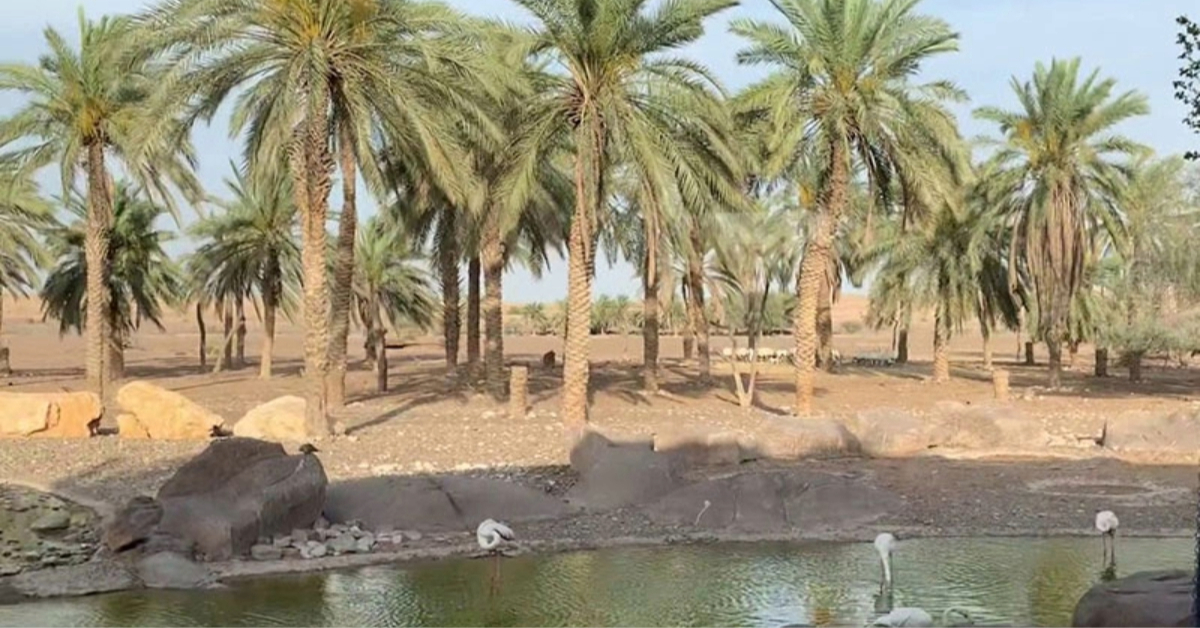 trees in Sharjah Desert Park