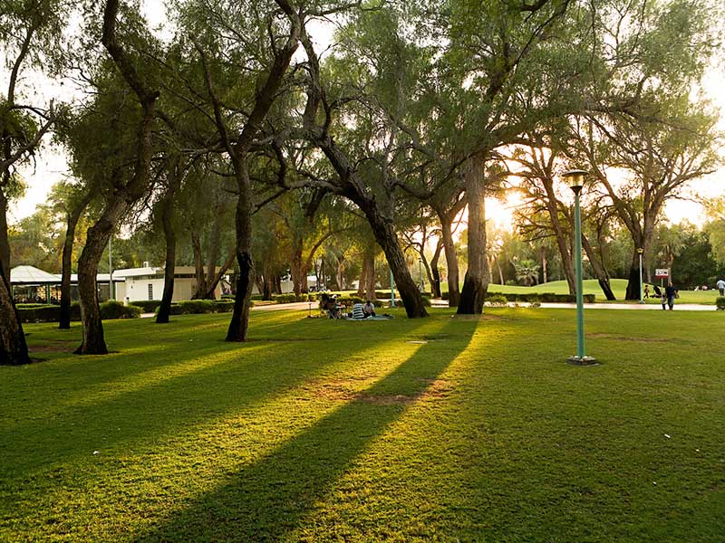 trees in Al Sufouh Park 