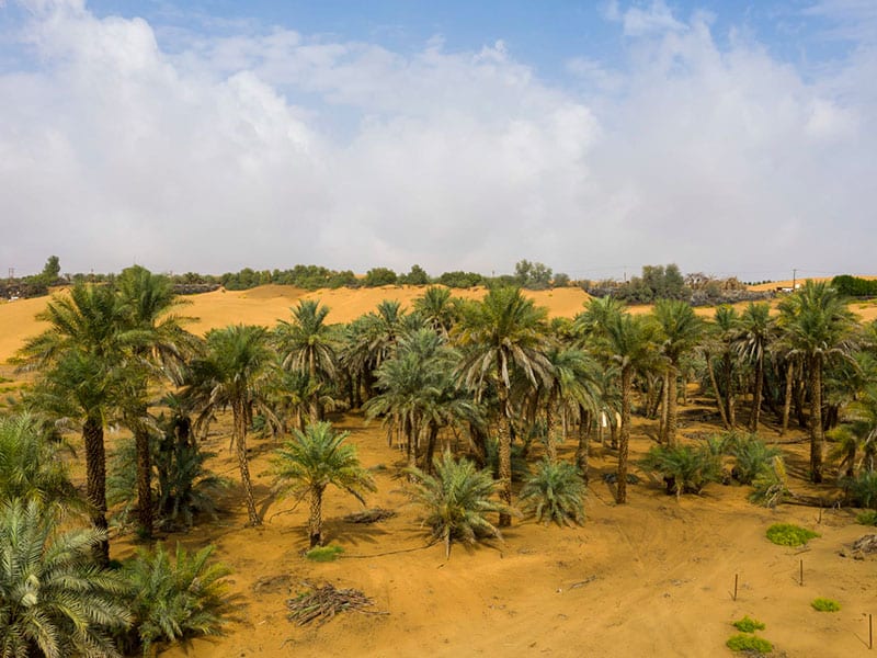 اشجار النخيل في الامارات
