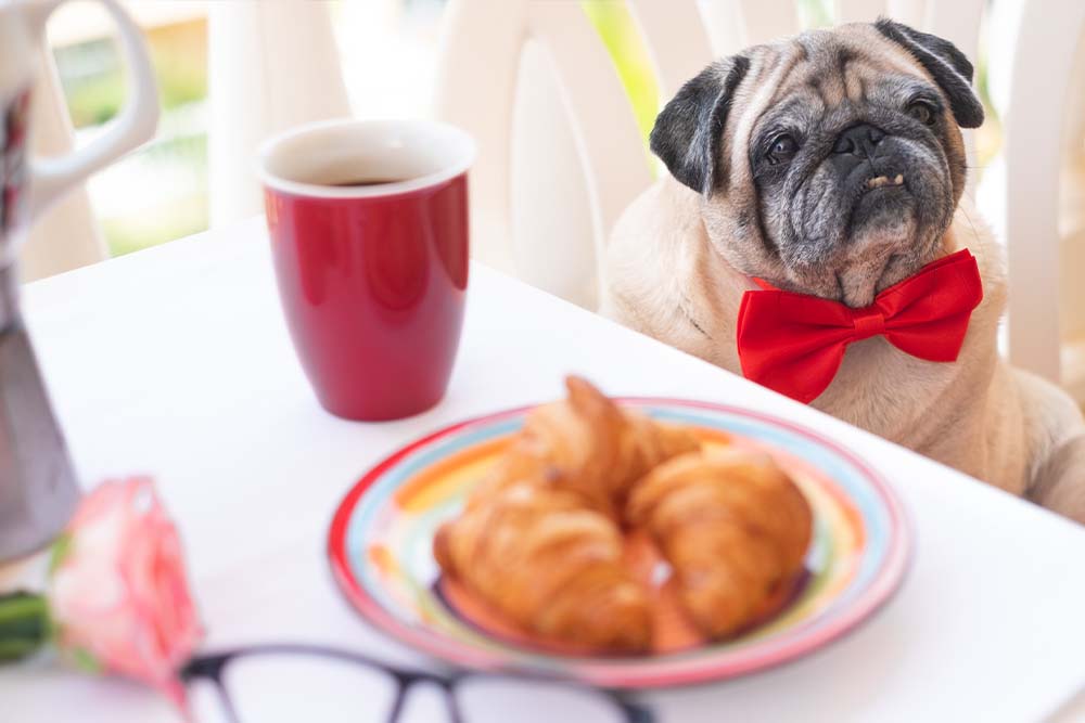 A pet enjoying a brunch in restaurant
