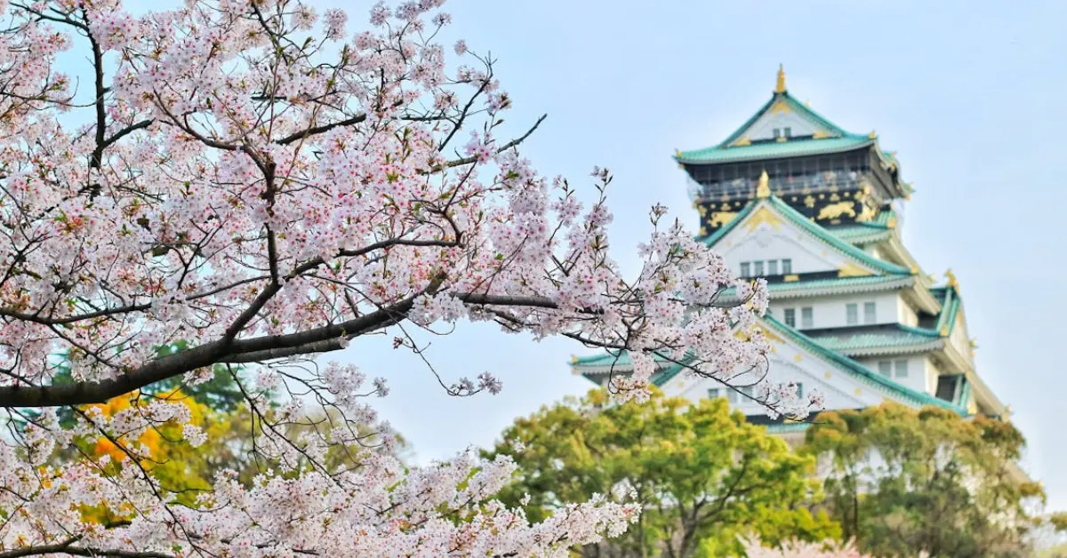 Cherry Blossom Tree in Japan