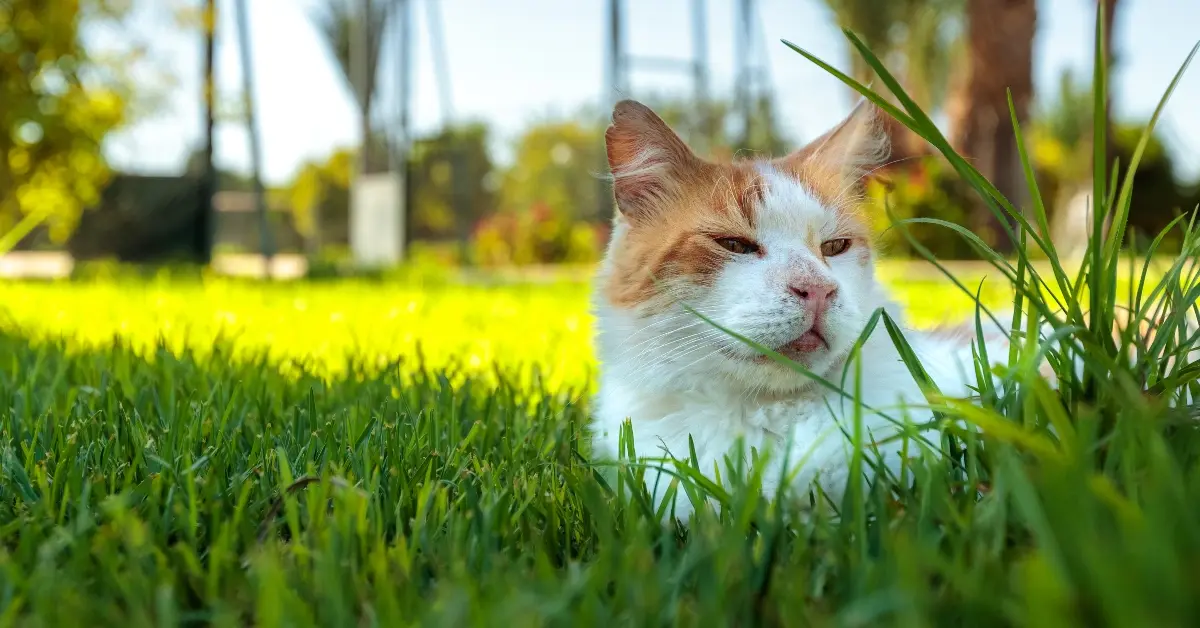 cat in a pet park dubai