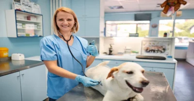 vet examining a dog