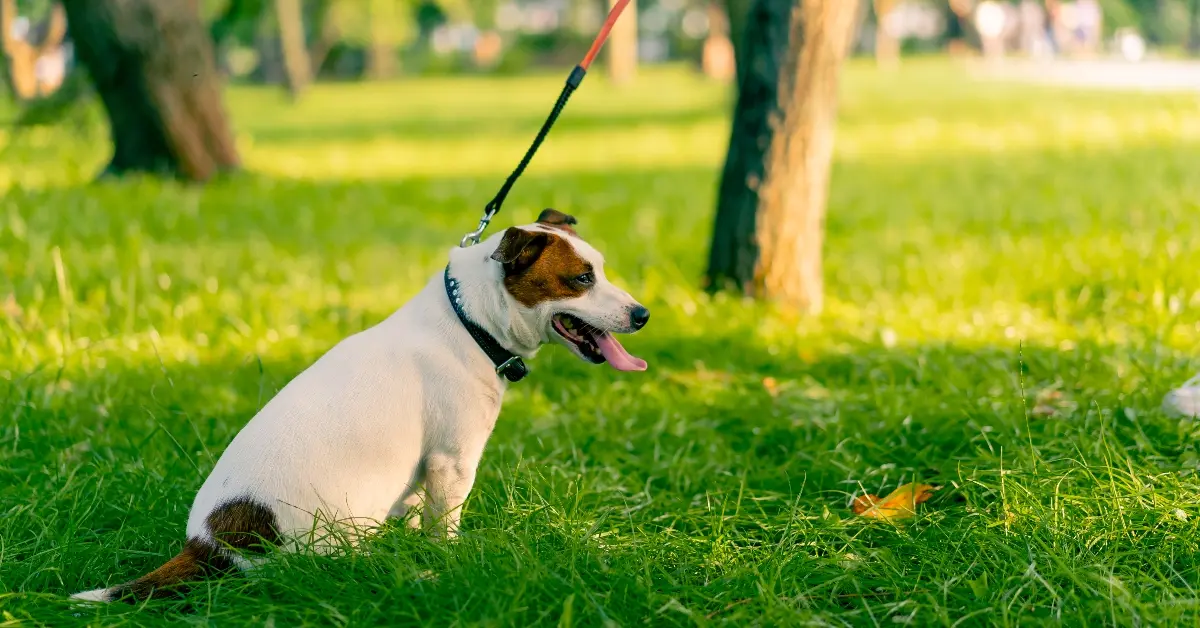 Dog leashed in a pet park dubai