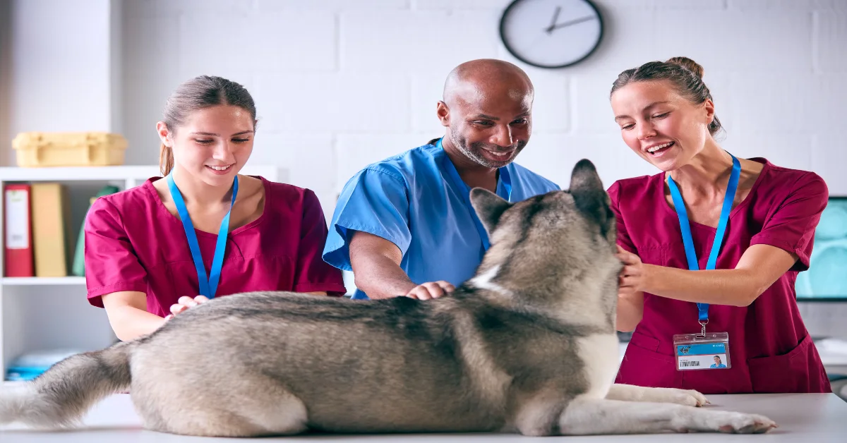 veterinary team playing with a dog