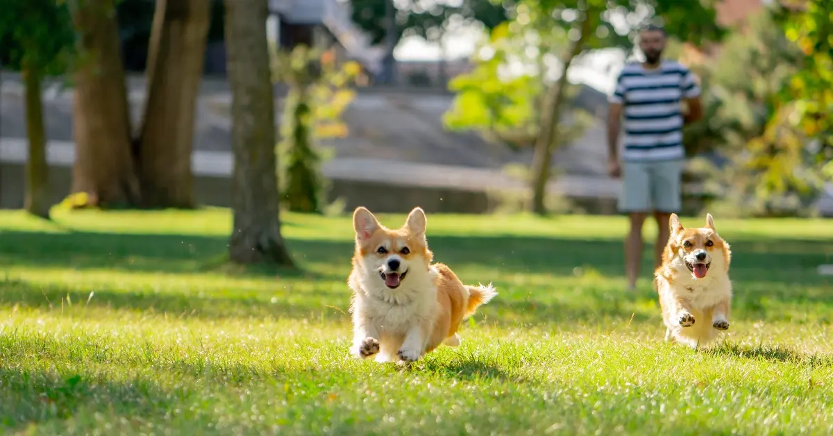 furry dogs playing in Dubai pets parks