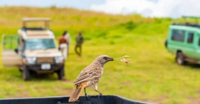طائر داخل حديقة سفاري