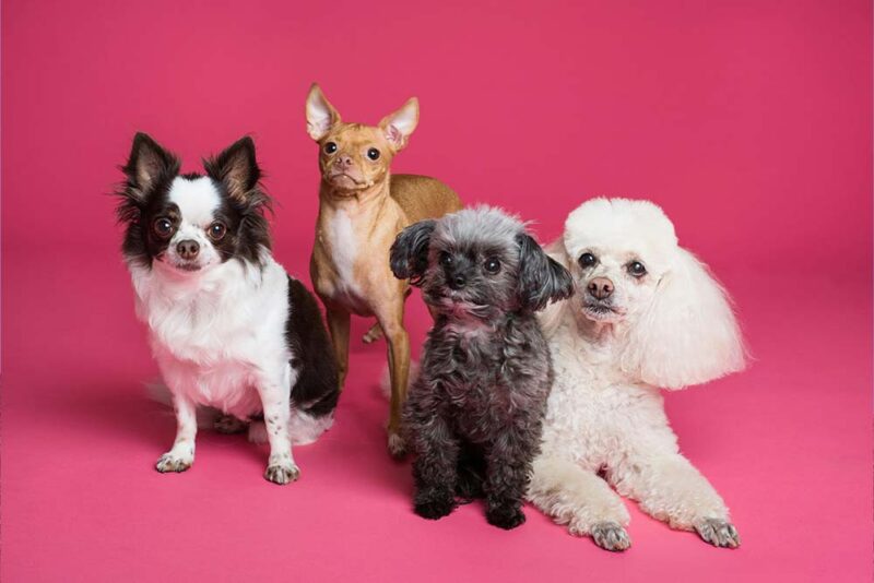 Pet Shop in Dubai Timings Locations and More