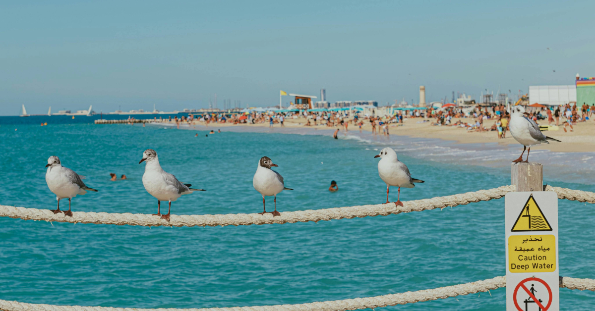 Beach in Dubai with seagulls
