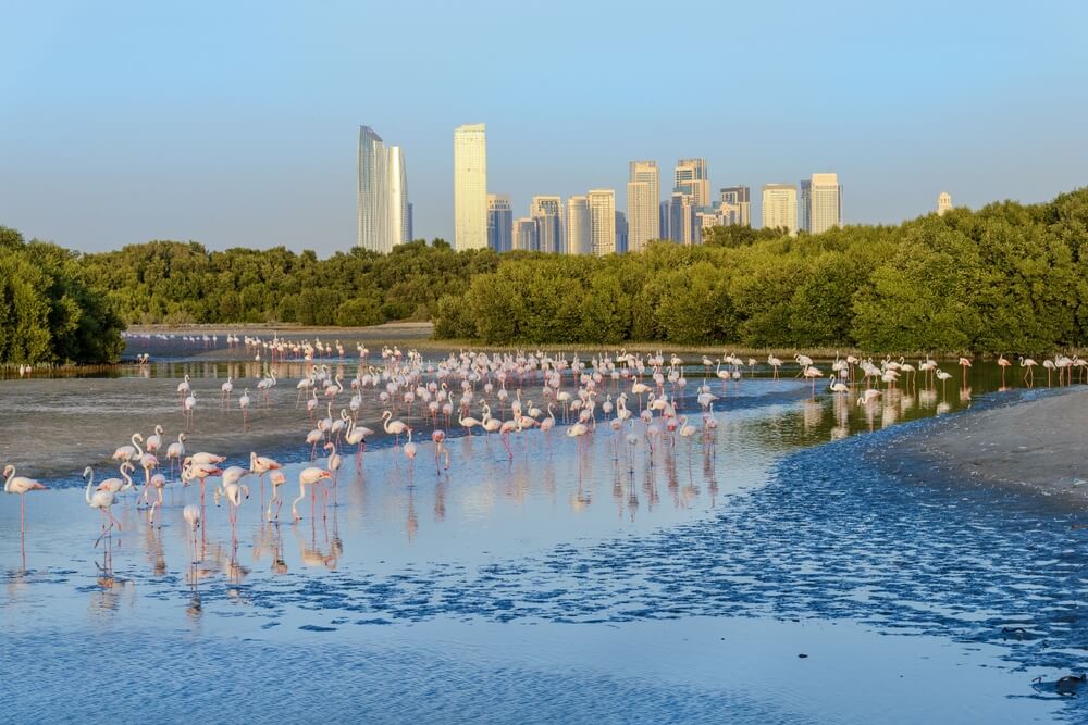 Things to Do in Ras Al Khor