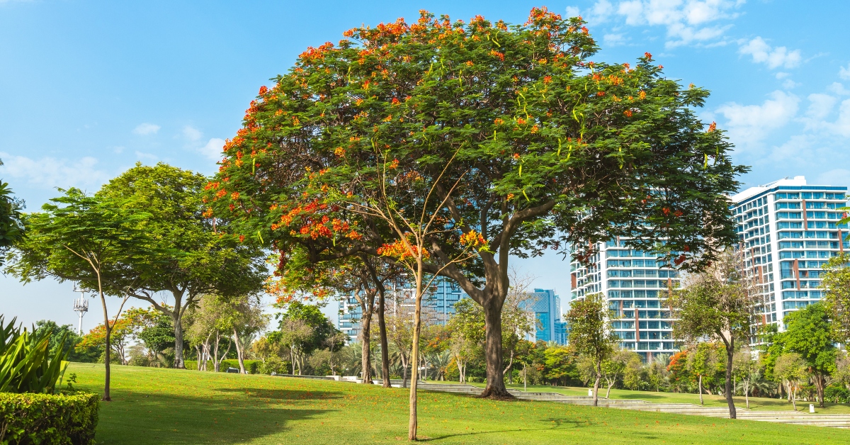 صورة لمساحات خضراء في حديقة
