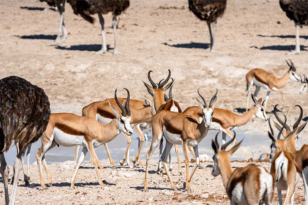 Ras Al Khor Wildlife Sanctuary