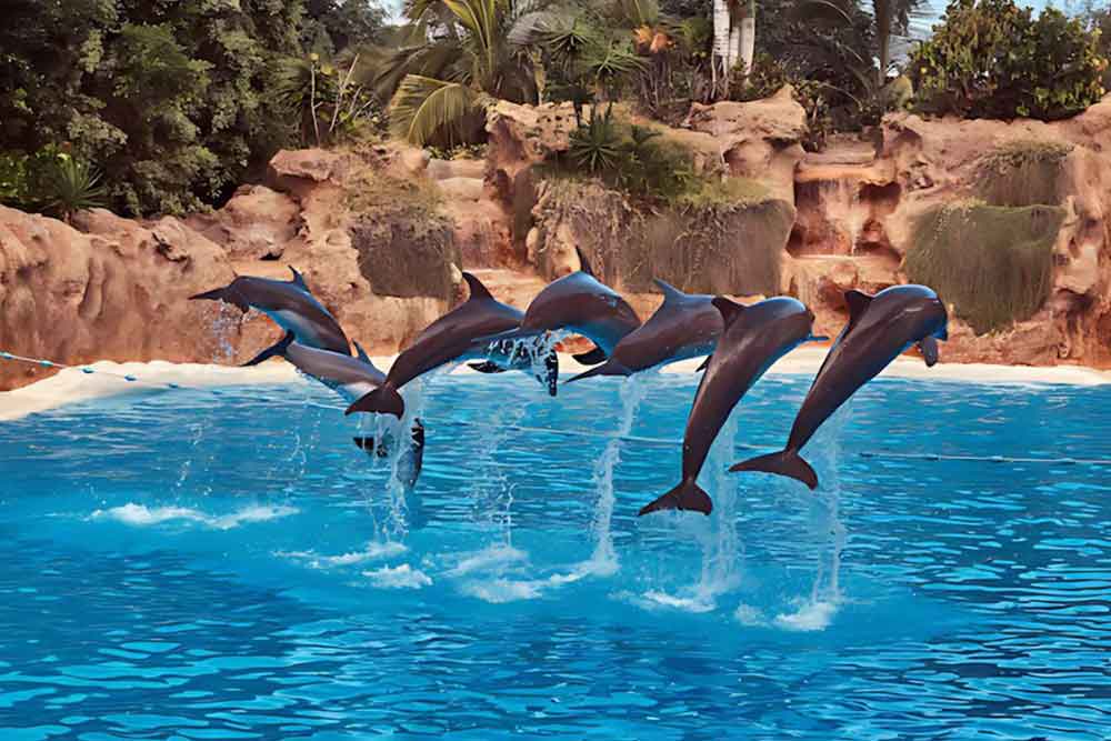 Dubai Dolphinarium 