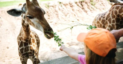 A girl feeding a leaf to a giraffe in a zoo in Abu Dhabi