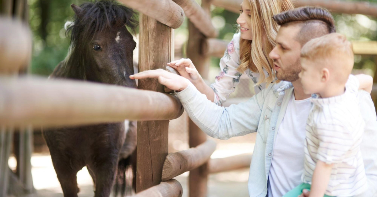 A family petting a horse