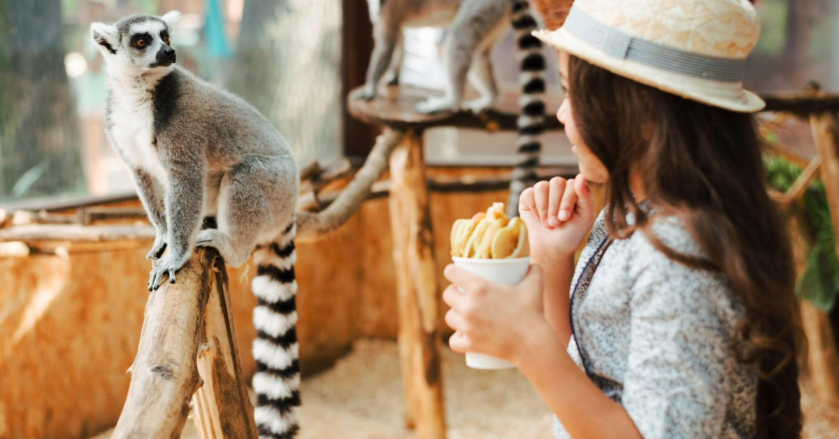 A girl observing a raccoon