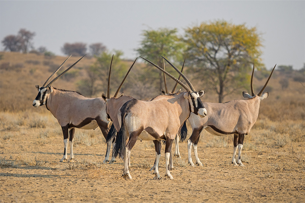 Al Wadi Nature Reserve