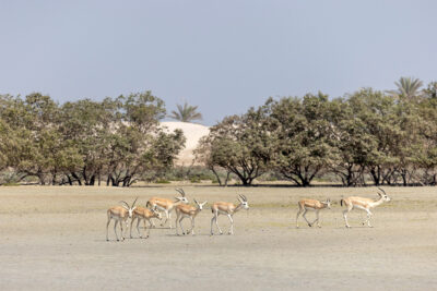 محمية جزيرة صير بني ياس