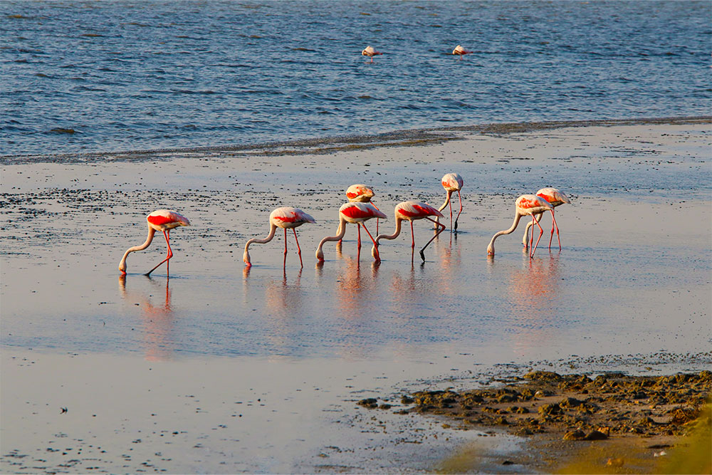 Siniya Adası’na Daha Yakından Bir Bakış 2 Flamingo Beach: Location, Activities and More