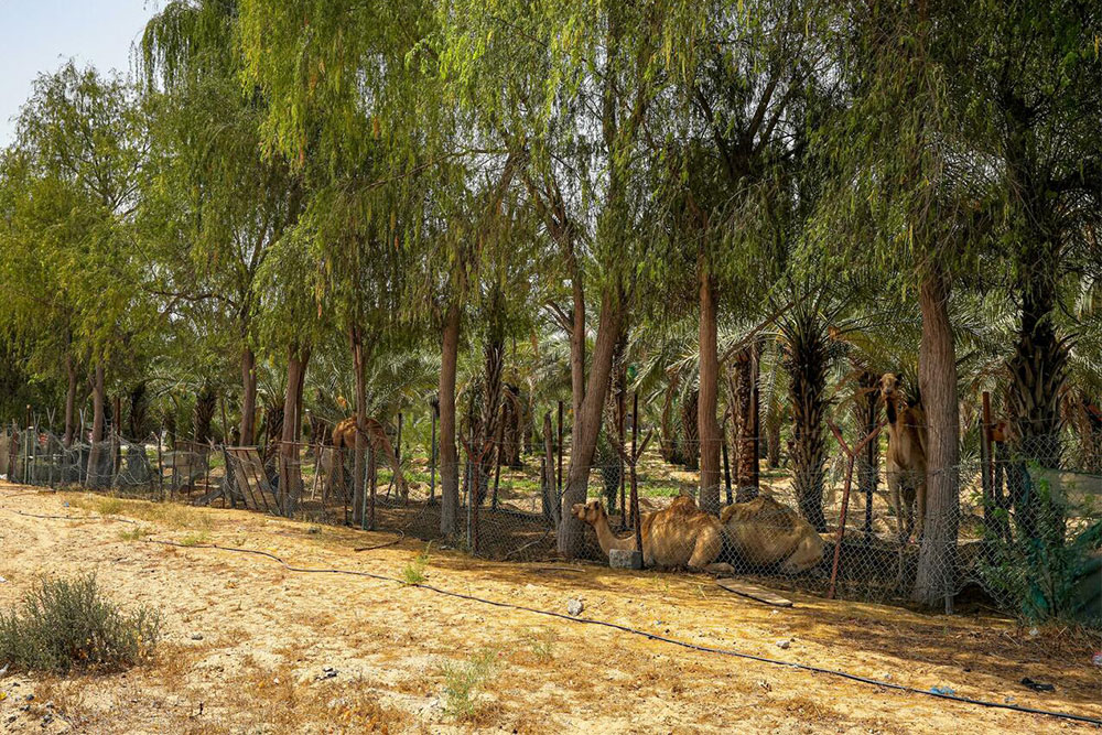 camel relaxing in a camel racecourse