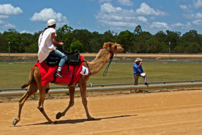 Al Tallah Camel Race Course