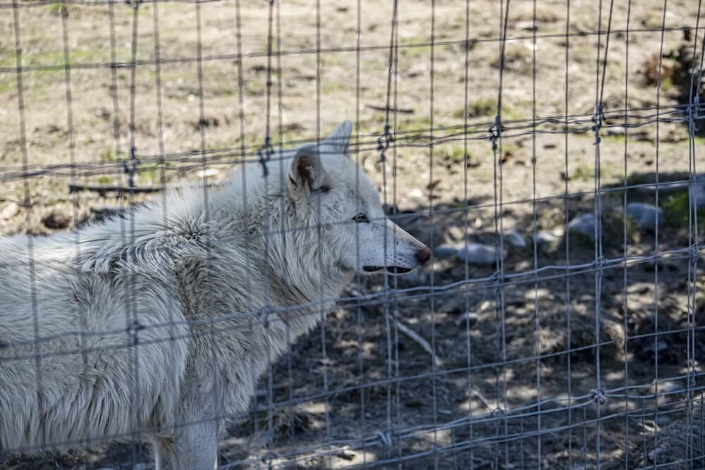 Wolves in conservation centre