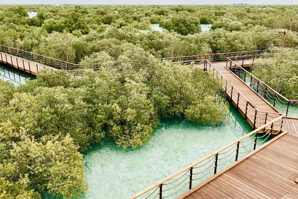 Mangrove National Park, boardwalk