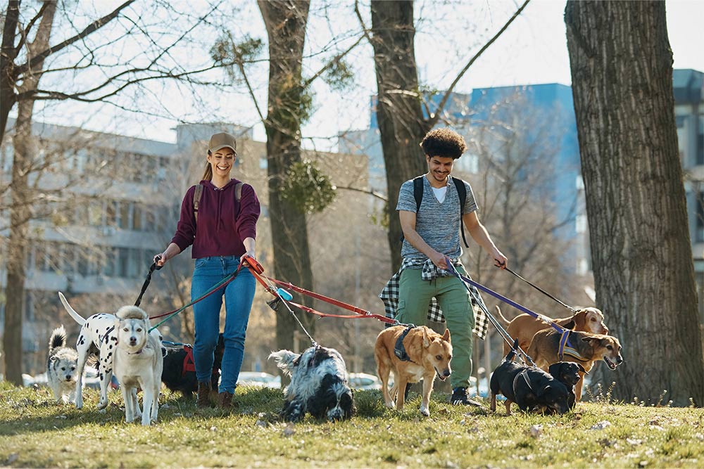 Pack of Dogs on a leash