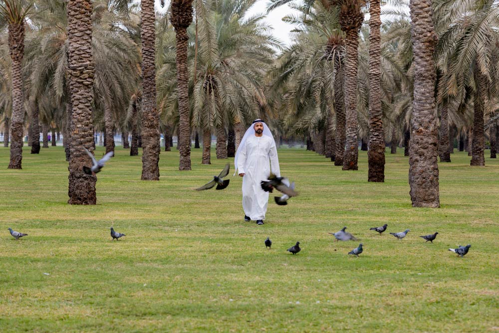 حديقة في العين 
