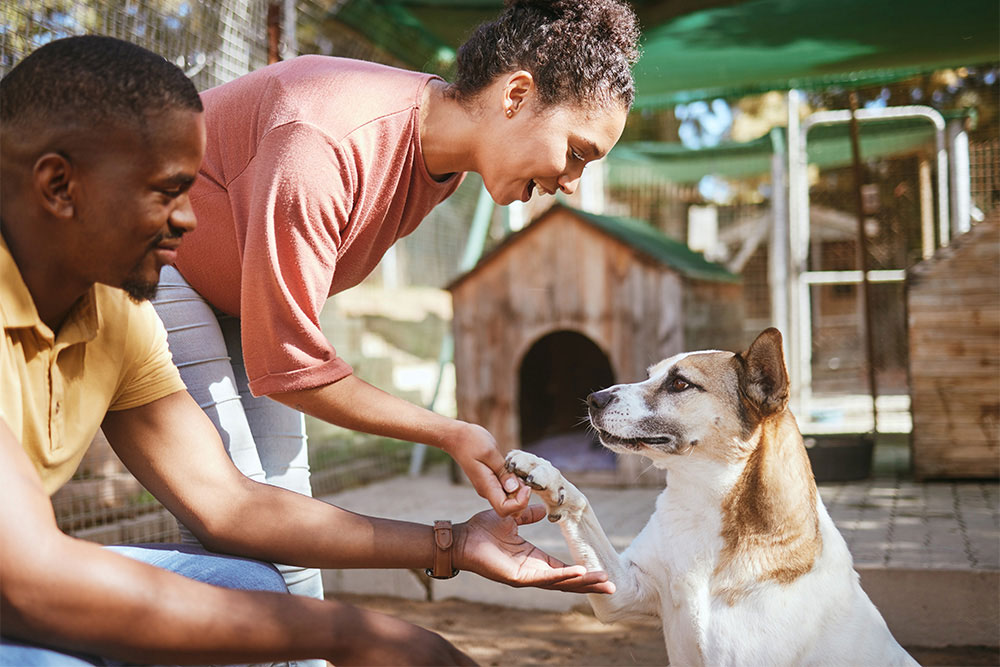 Couple Petting a Dog