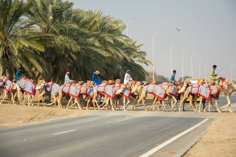 al tallah camel race course ajman