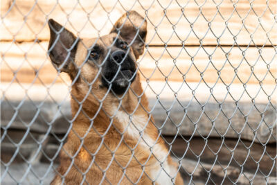 RAK Animal Welfare Centre​