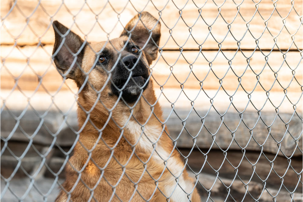 RAK Animal Welfare Centre​