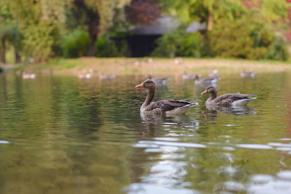Ducks in the artificial lake