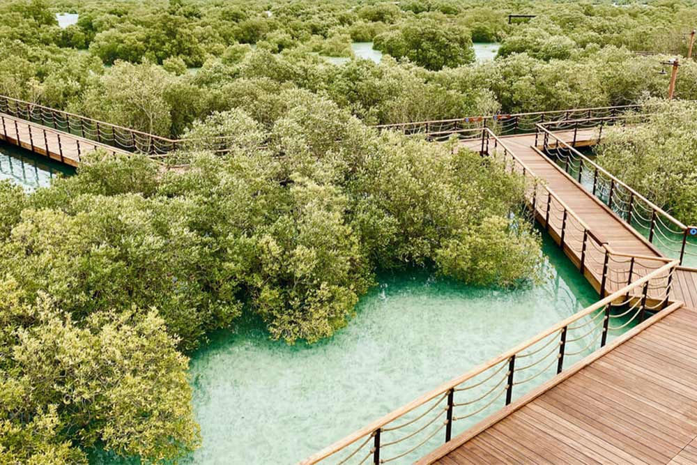 Walkboard of Mangrove National Park, Abu Dhabi