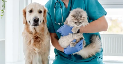 Al Barsha vet clinic