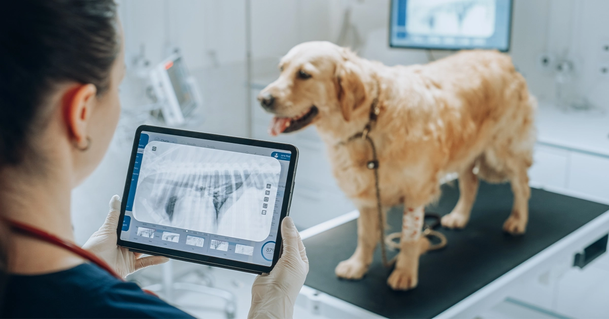 veterinary clinic Dubai Al Barsha