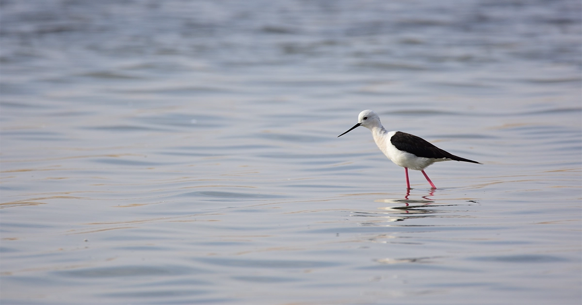 Al Wathba Lake