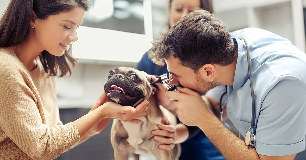 best al barsha vet clinic