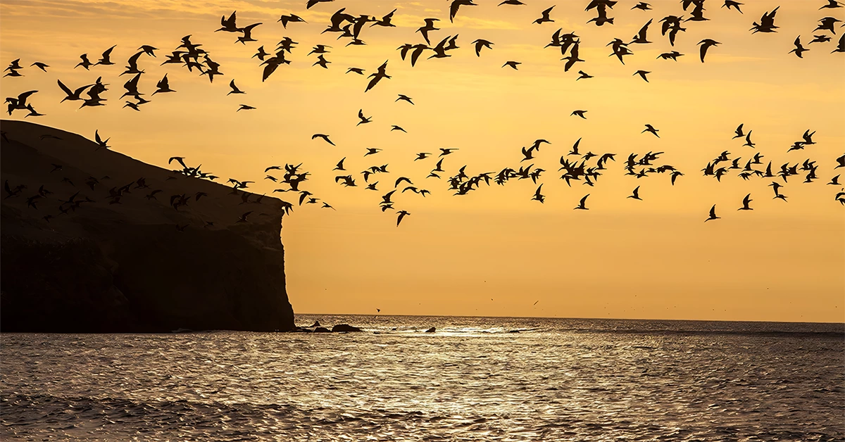 birdwatching at Kalba Beach Sharjah