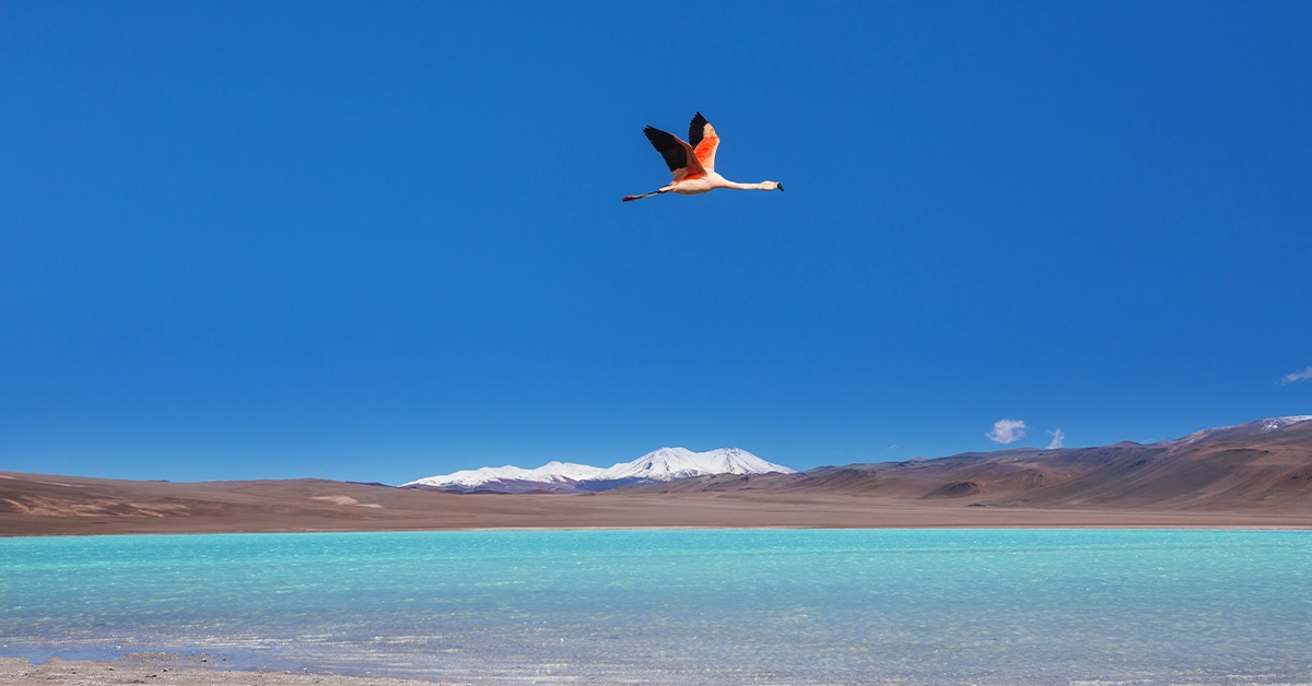 Flamingo flying above Lake Zakher