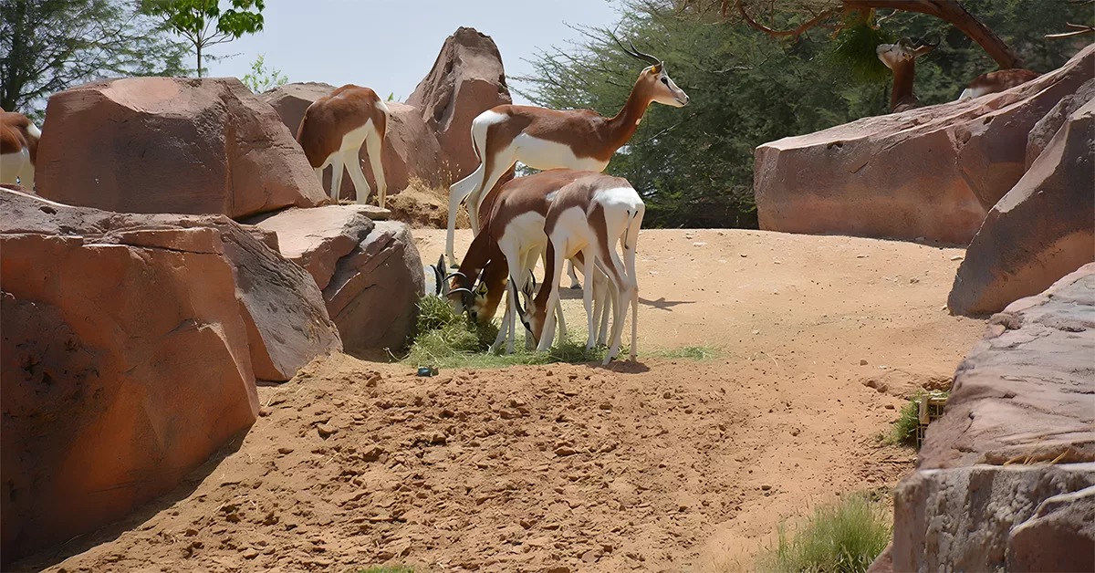 Wildlife in Al Buqaish Private Zoo