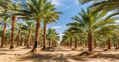 Al Nakheel Park