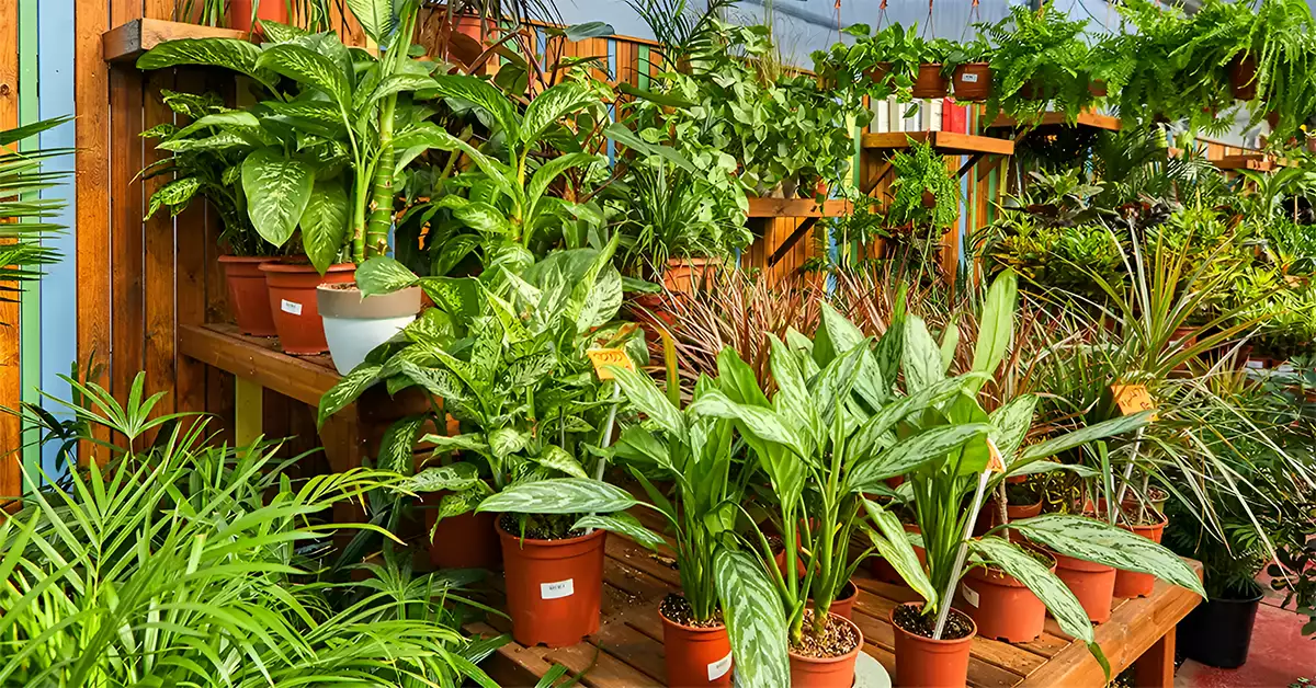 wholesale plant nurseries in dubai