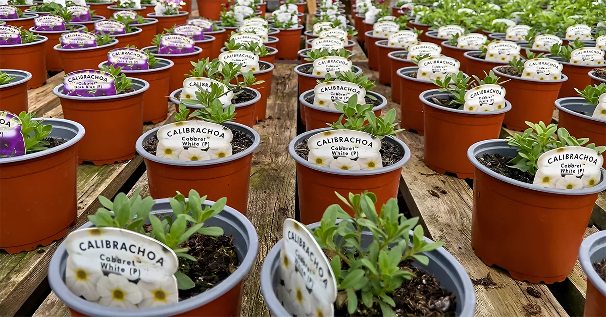 plants for sale in nursery dubai