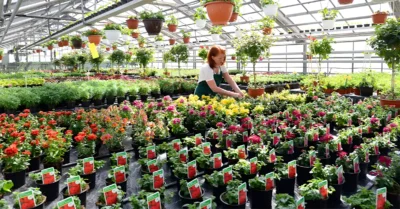 Top Plant Nurseries in Dubai