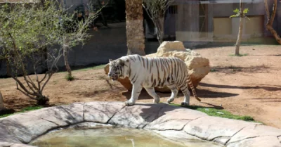Al Buqaish Private Zoo
