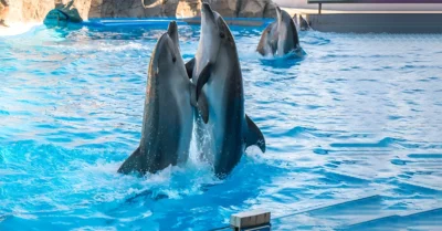 Dolphin Bay